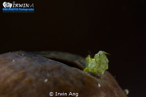 L I T T L E . G R E E N 
Hairy shrimp (Phycocaris sp.)
... by Irwin Ang 